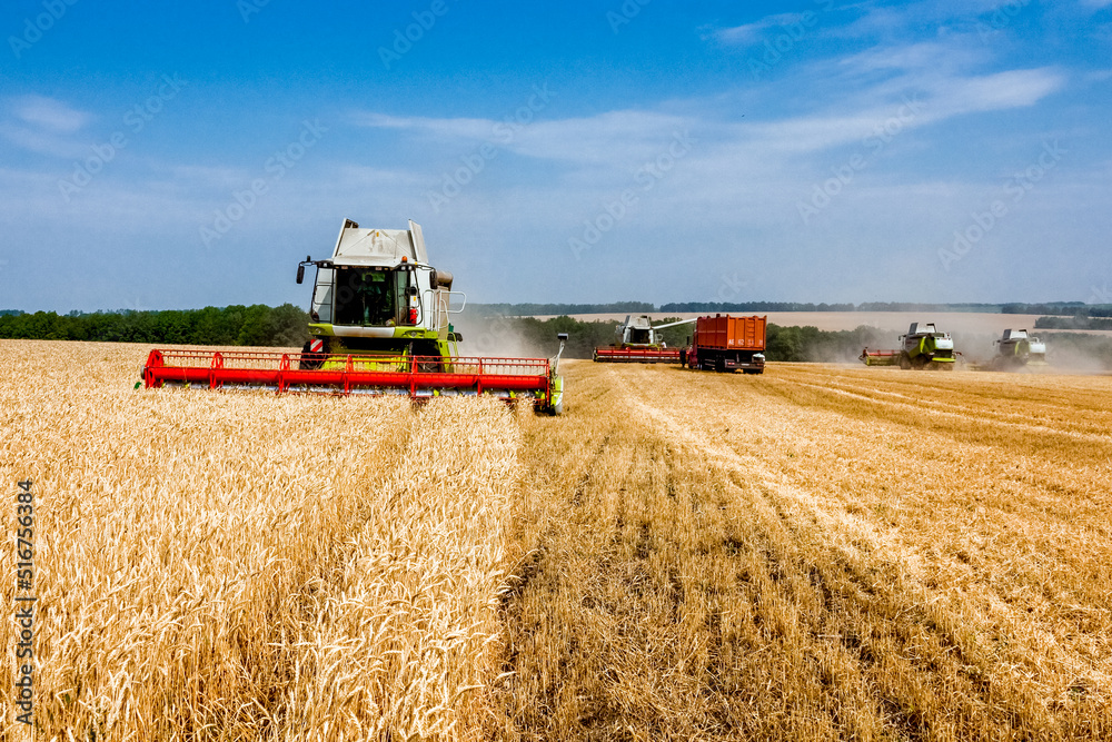 Fototapeta premium Combine harvester harvests wheat in the field. Agriculture background. Harvest season