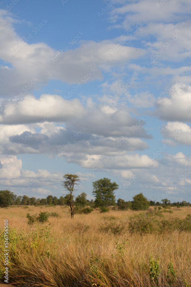 Afrikanischer Busch / African Bush /