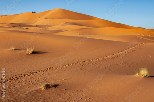 Beautiful landscape of the Sahara desert in Morocco  Africa. Light and shadows paint the sand dunes of this mythical Arabic desert gold.