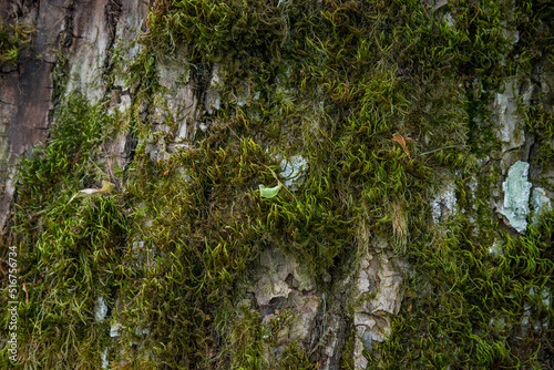 Embossed texture of the brown bark of a tree with green moss and lichen on it. Expanded circular panorama of the bark of an oak.