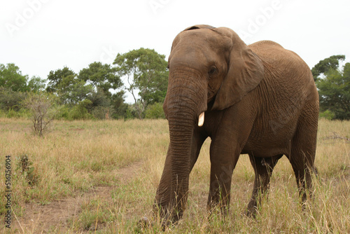 Afrikanischer Elefant   African elephant   Loxodonta africana