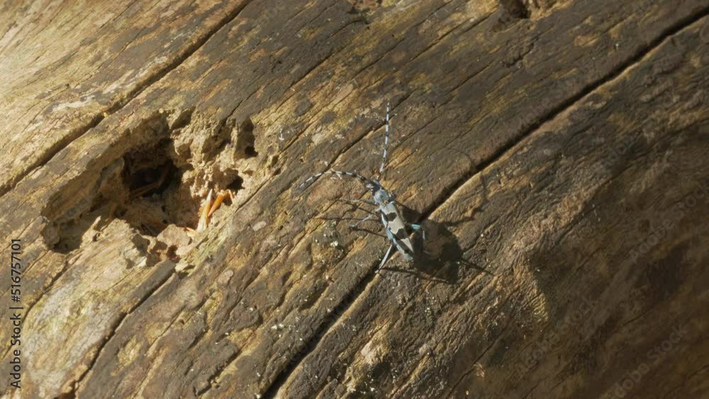 Alpine Longhorn Beetle Rosalia Alpina Alpine Longhorn Beetle Rosalia Alpina