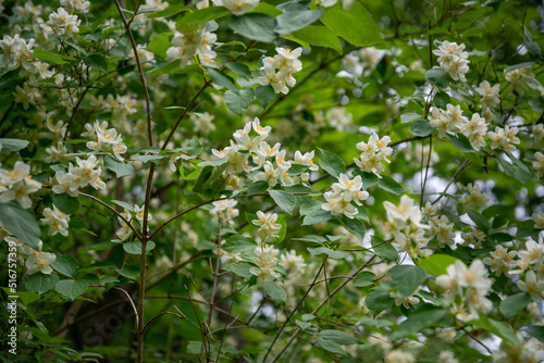 White flowers of Sweet mock-orange (Philadelphus coronarius) in the garden in early summer, close-up