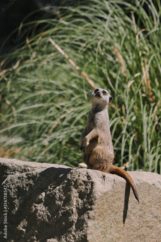 Fototapeta premium meerkat on the lookout
