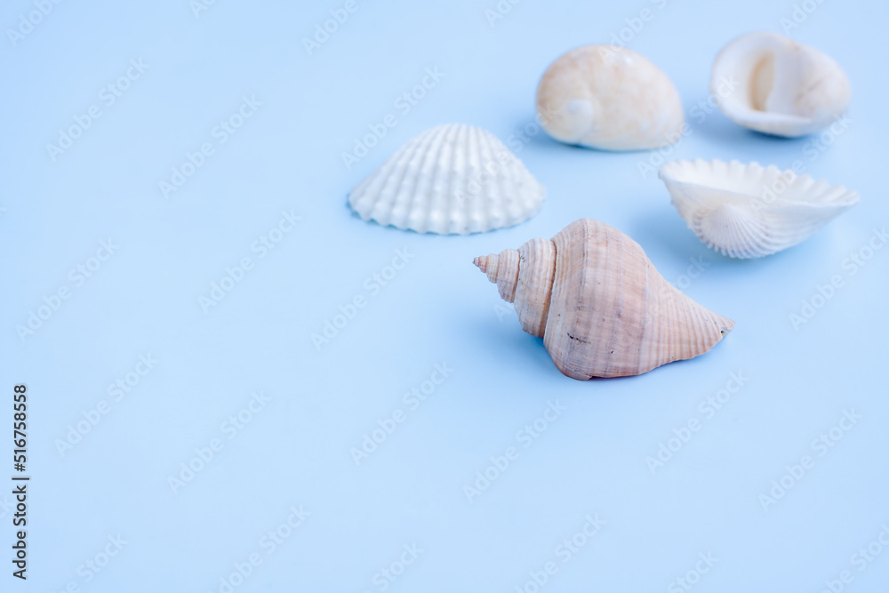 Seashells on blue background,Collection of seashells,Close-up Seashells on blue background,Collection of seashells,Close-up