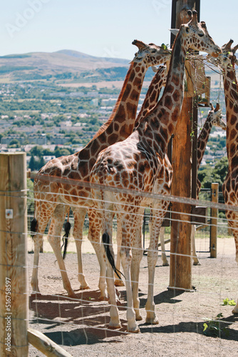 Photography giraffes in zoo