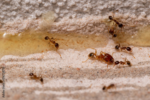 Small Ants looking for food at home. Macro photography. © Julio