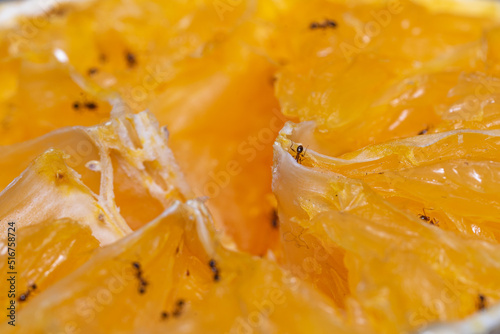 Small Ants eating a yellow orange. Macro photography.