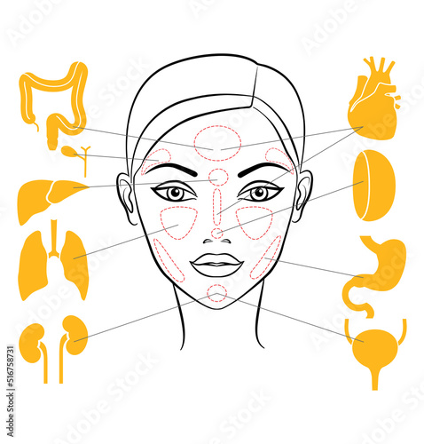 Markers of reflexology zones. Projection of the internal organs on the face of a woman. Isolated on white background
