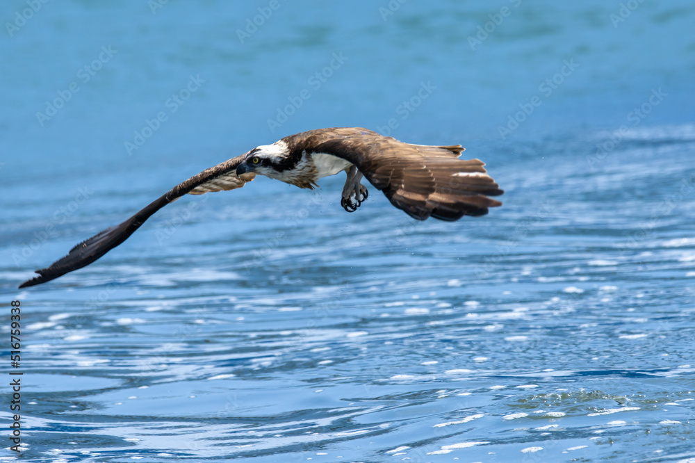 Fototapeta premium 魚を捕食する猛禽類のミサゴ