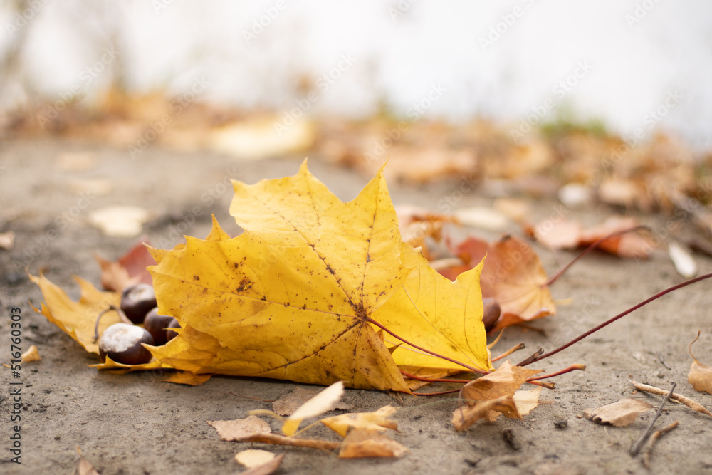 Beautiful autumn landscape with yellow trees and sun. Colorful foliage in the park. Natural background of falling leaves. Autumn season concept