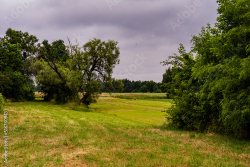 Trees and forest in the background in a meadow under the cloudy sky. Summer.