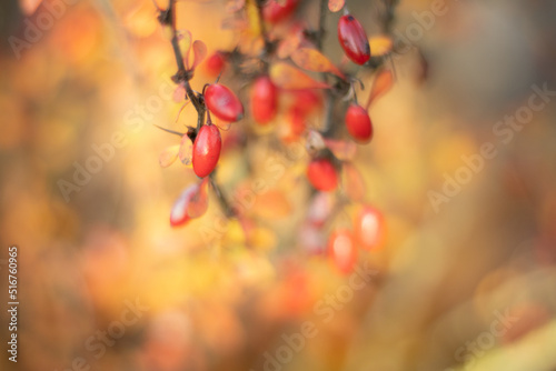 Berberis fruits in autumn, barberry close up, berberis vulgaris