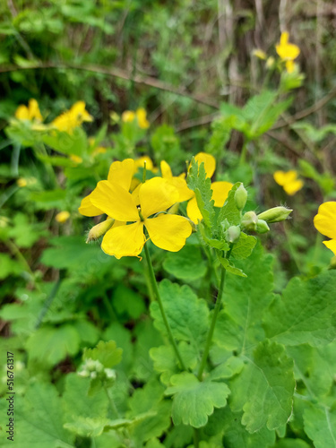 yellow flower of celandine and green leaves