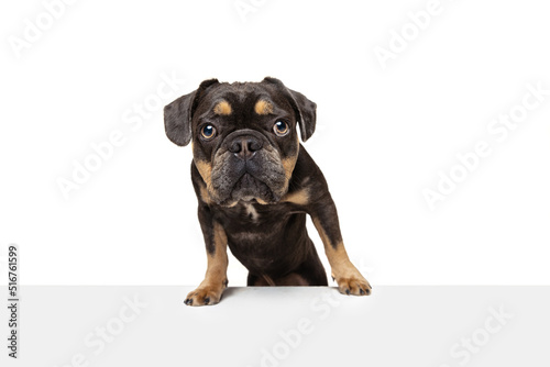 Studio shot of nice dog, puppy isolated over white studio background. Concept of motion, action, pets love, animal life, vet.