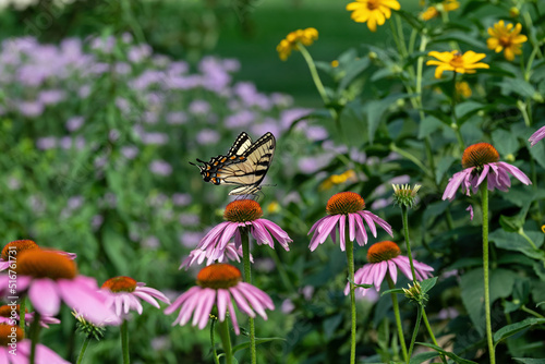 Eastern Tiger Swallowtail butterfly on Echinacea flowers with a blurred background of perennial wildflowers. They soar high in trees and flutter in pursuit of nectar in gardens, fields and riverbanks.