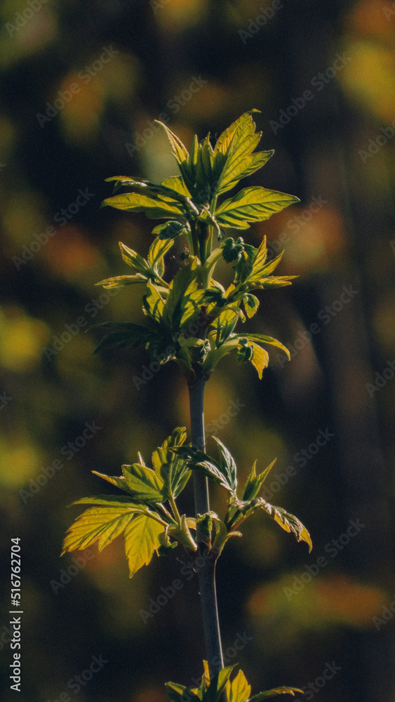 Obraz premium the beginning of spring, a branch opens