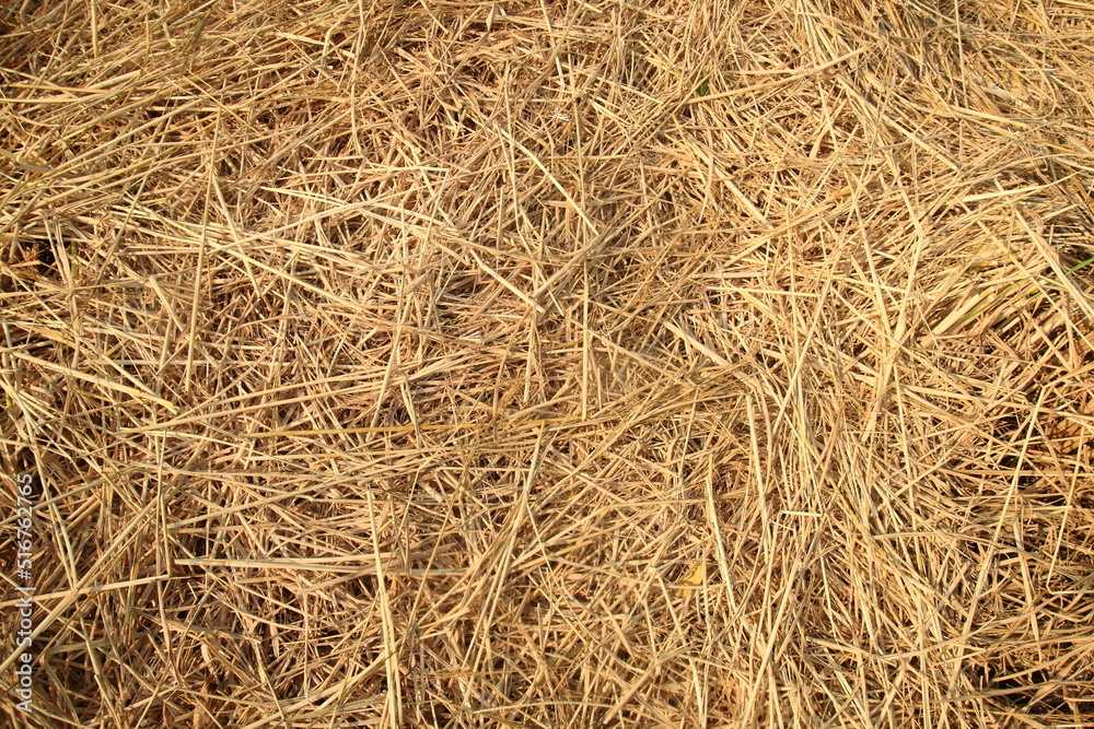Brown straw for background Brown straw for background