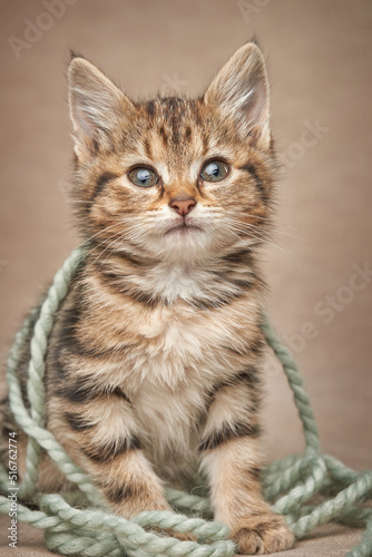 Tabby kitten wrapped in knitting thread sits looking at the camera