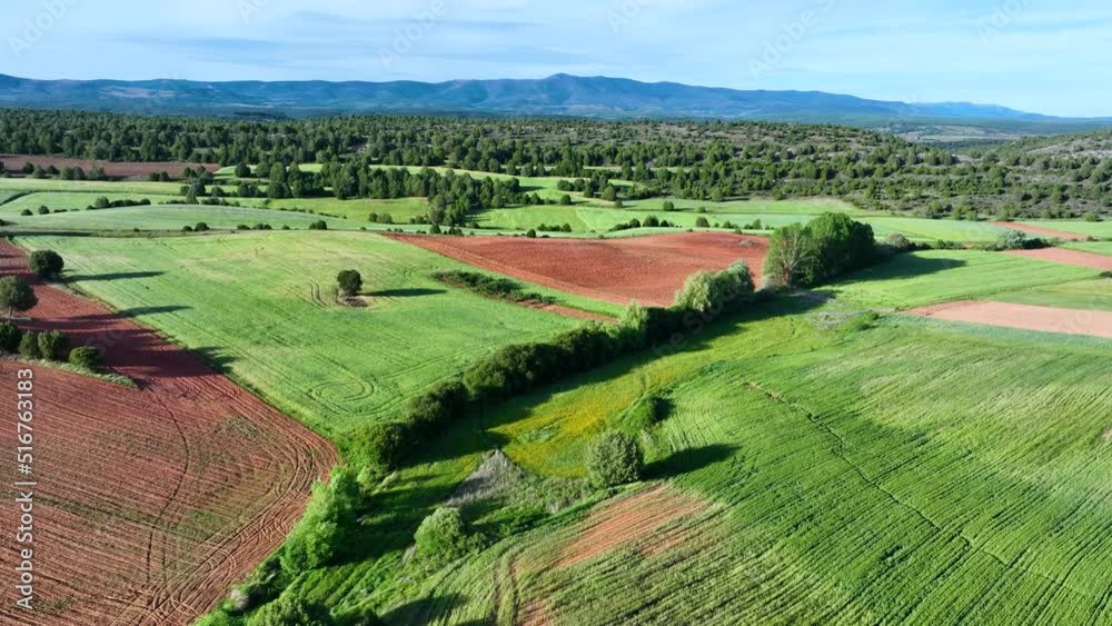 Sabina forests (Juniperus thurifera) and cultivated fields in the surroundings of the town of Hortigüela. Burgos, Castilla y Leon, Spain, Europe Sabina forests (Juniperus thurifera) and cultivated fields in the surroundings of the town of Hortigüela. Burgos, Castilla y Leon, Spain, Europe