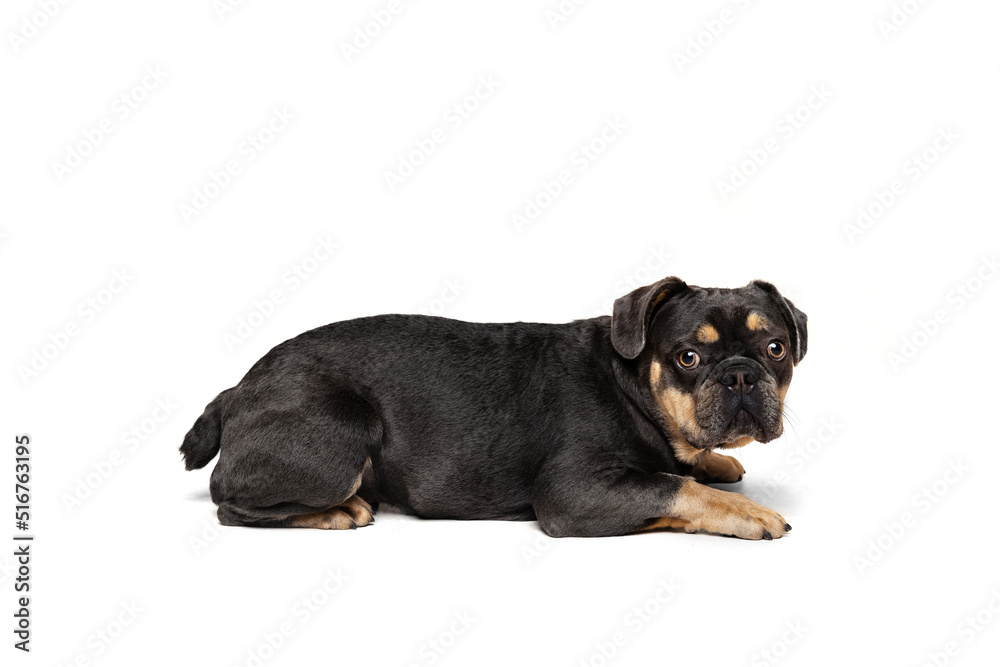 Portrait of funny active pet, cute dog posing isolated over white studio background. Concept of motion, action, pets love, animal life.
