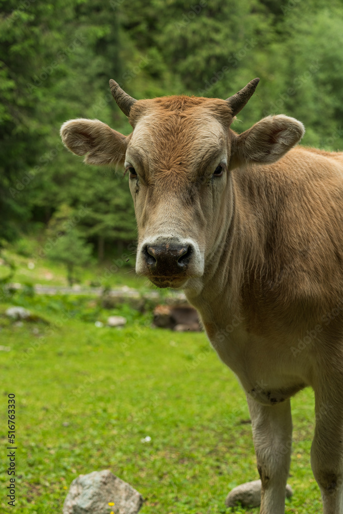 closeup of a cow in a field closeup of a cow in a field