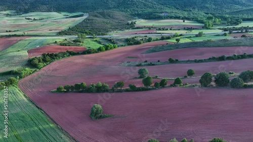 Sabina forests (Juniperus thurifera) and cultivated fields in the surroundings of the town of Hortigüela. Burgos, Castilla y Leon, Spain, Europe photo