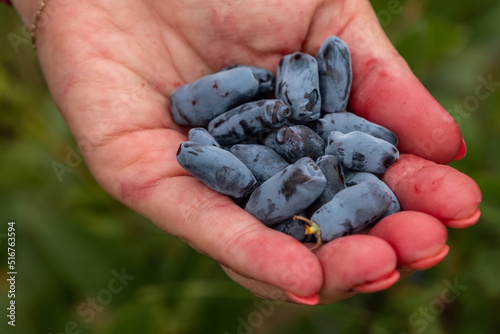 human hands holding a handful of honeysuckles in the shape of a heart, Latvia