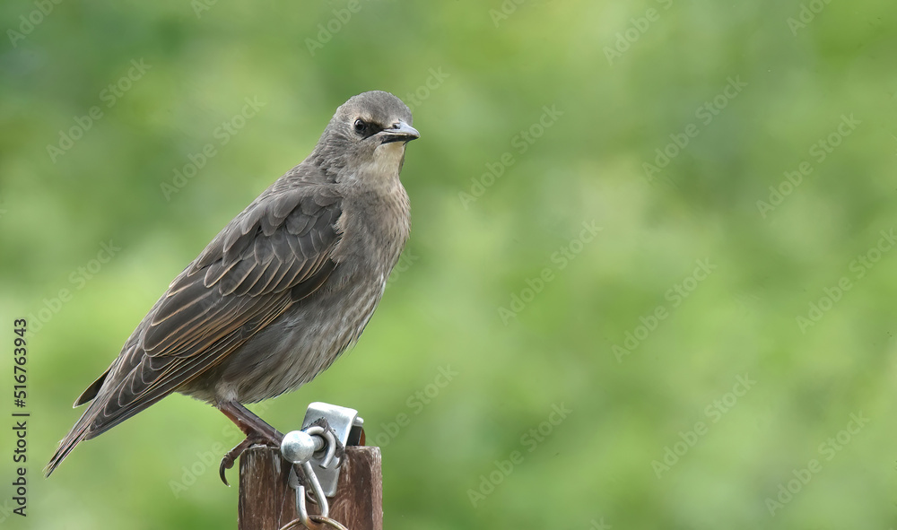 starlings in the garden
