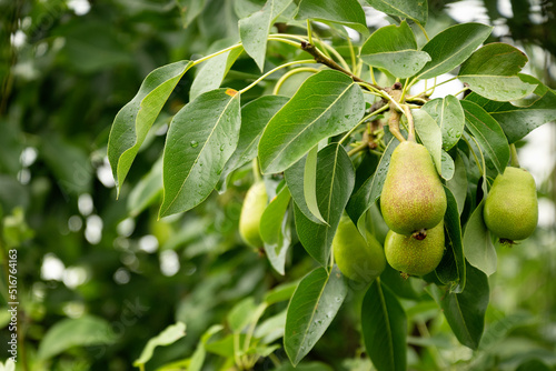  Small pears ripening on pear fruit tree in orchard, close up