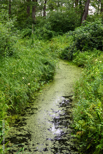 A stream overgrown with duckweed and grass in a dense, inaccessible forest on a hot summer day. Summer.