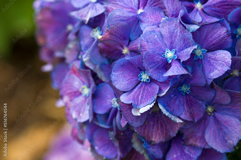 blue hydrangea flower background - macro image blue hydrangea flower background - macro image
