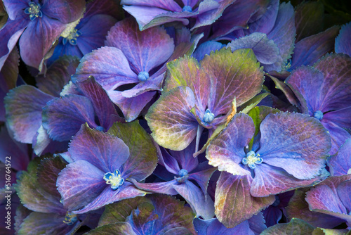 blue hydrangea flower background - macro image