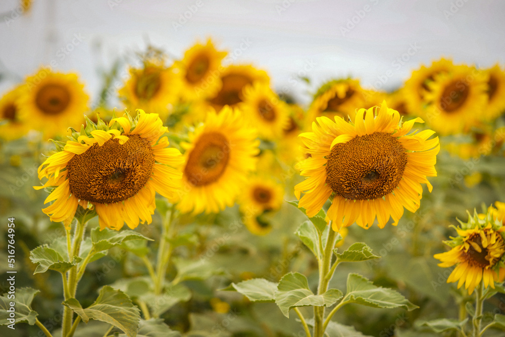 sunflower field in summer sunflower field in summer