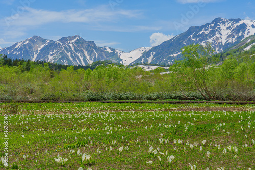 白馬　残雪期栂池自然園の水芭蕉 photo