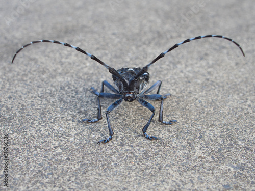 コマダラカミキリ（カミキリムシ） photo