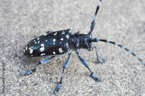 コマダラカミキリ（カミキリムシ） photo