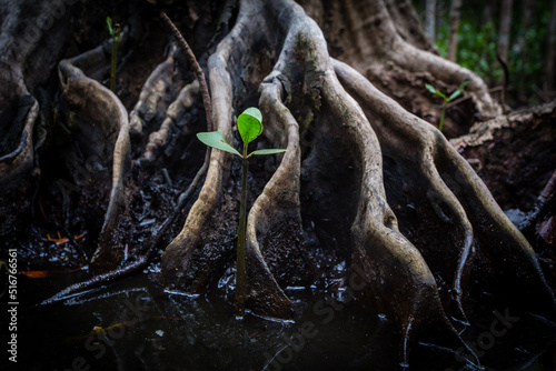 A young mangrove growing in the dense mangrove forest of Cairns amongst the roots of a large mangrove tree