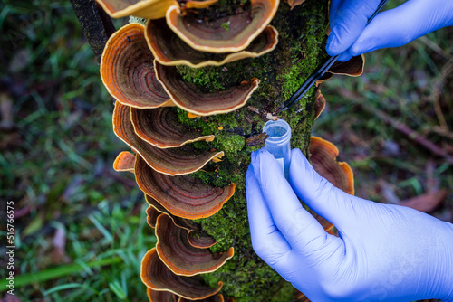 Researcher taking samples of moss and fungi in temperate rainforests of Australia