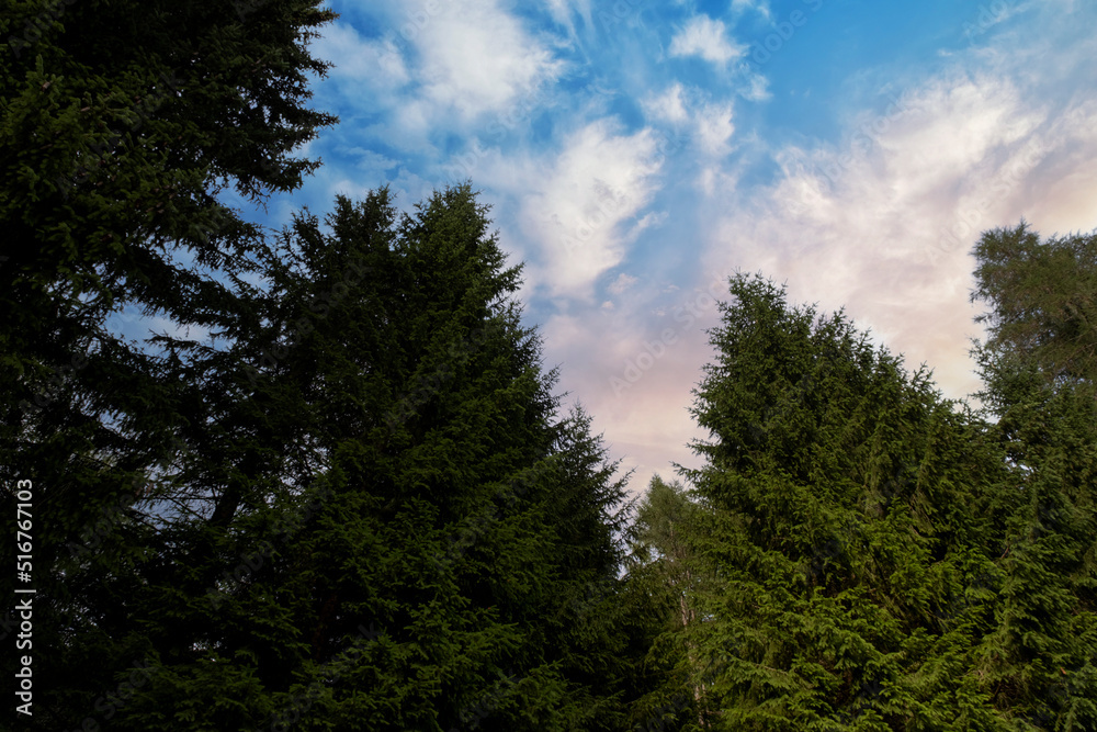 sunrise in a fir forest