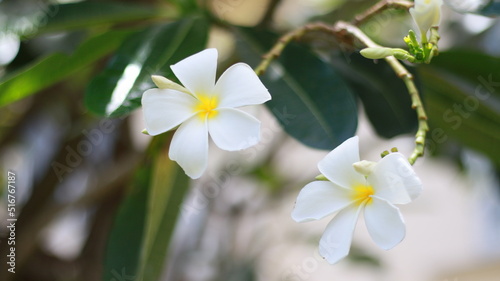 white frangipani flowers gifts, vase