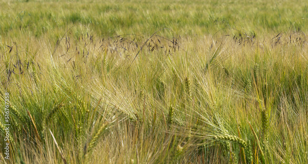 in the image there is grain that has a yellow-green color. Long fibers grow from the fruit of the grain and this grain resembles barley. in the image there is grain that has a yellow-green color. Long fibers grow from the fruit of the grain and this grain resembles barley.