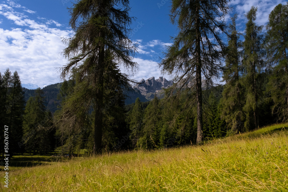 view of the dolomites and forest dunes in Trentino