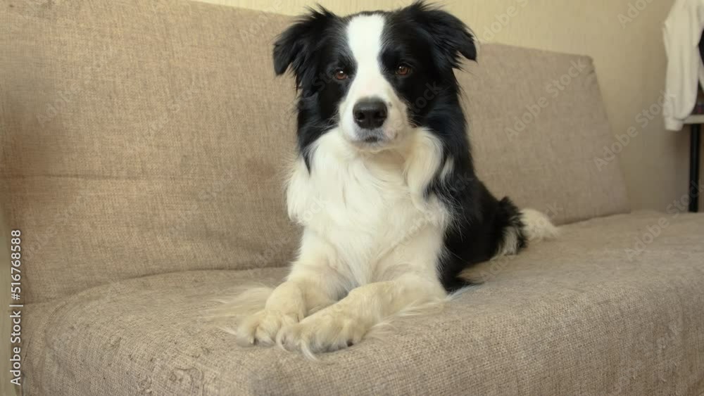 Funny portrait of puppy dog border collie lying on couch indoor. Cute pet dog resting on sofa at home. Pet animal life concept Funny portrait of puppy dog border collie lying on couch indoor. Cute pet dog resting on sofa at home. Pet animal life concept