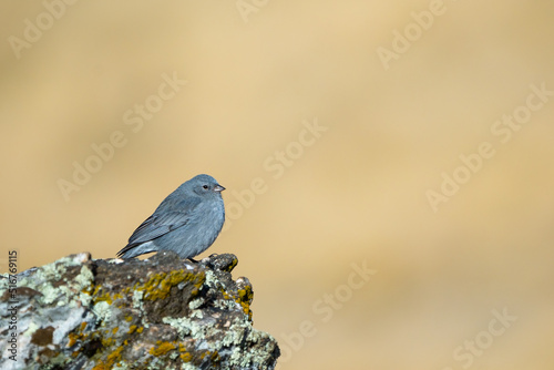 A Plumbeous Sierra-Finch, Geospizopsis unicolor in the mountains of Cordoba, Argentina photo