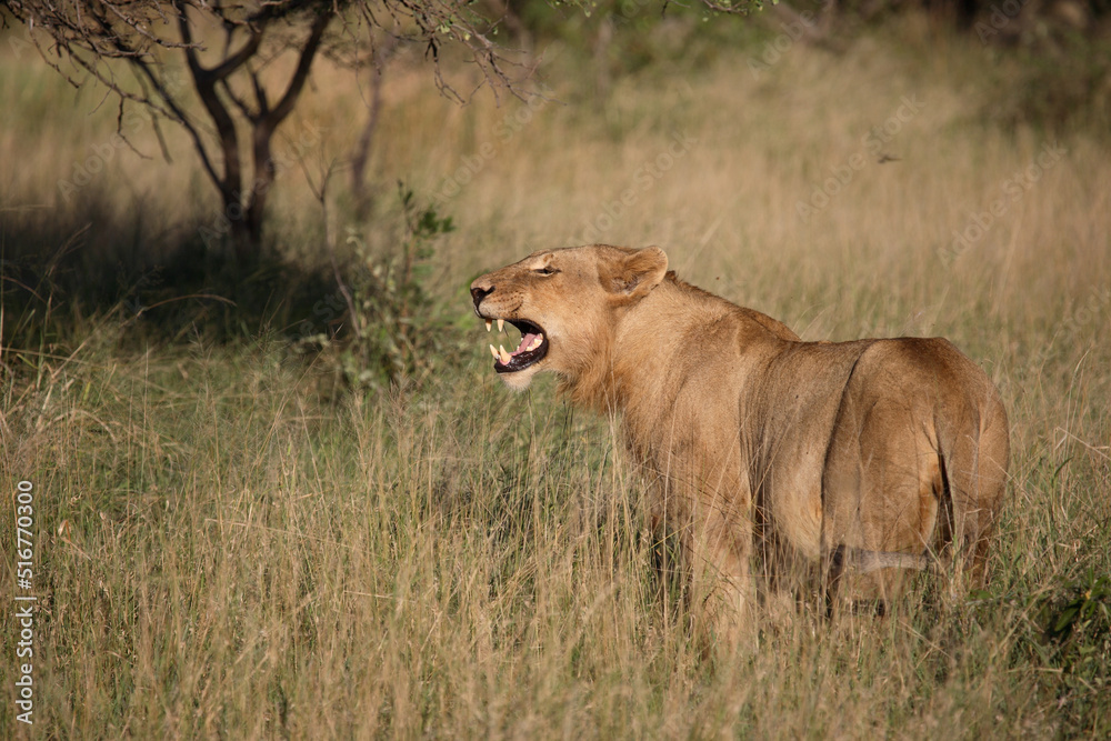 Afrikanischer Löwe / African Lion / Panthera Leo Afrikanischer Löwe / African Lion / Panthera Leo