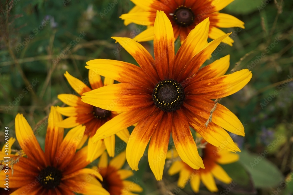 Braun-gelbe Blumen auf Wiese im Sommer Braun-gelbe Blumen auf Wiese im Sommer