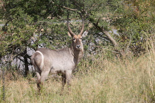 Wasserbock   Waterbuck   Kobus ellipsiprymnus