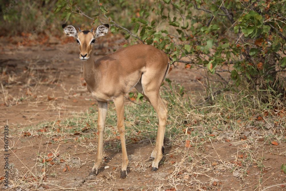 Schwarzfersenantilope / Impala / Aepyceros melampus Schwarzfersenantilope / Impala / Aepyceros melampus