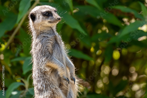 An isolated Meerkat, Suricata suricatta at the zoo. photo